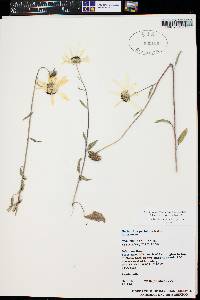 Helianthus petiolaris subsp. fallax image