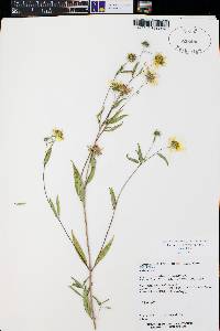 Heliomeris multiflora var. multiflora image