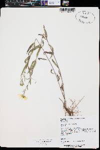 Heliomeris multiflora image