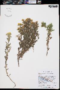 Heterotheca paniculata image