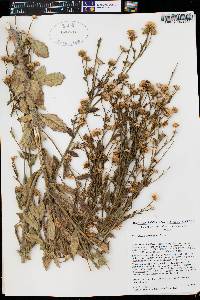 Heterotheca grandiflora image