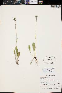 Hieracium triste image