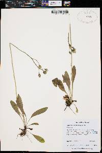 Hieracium triste image