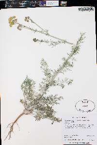 Hymenopappus flavescens var. cano-tomentosus image