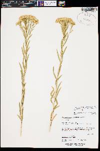 Lorandersonia linifolia image