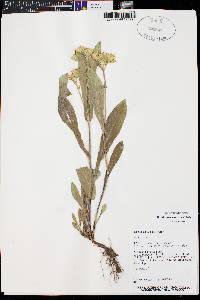 Oreochrysum parryi image