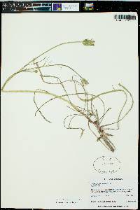 Scorzonera laciniata image