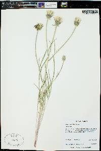 Scorzonera laciniata image