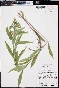 Solidago lepida image