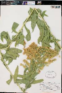 Solidago lepida image