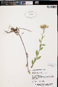 Senecio eremophilus image