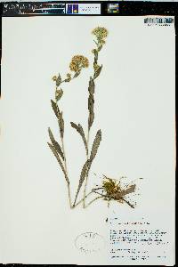 Solidago multiradiata image