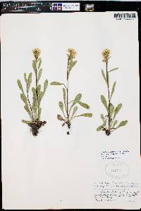 Solidago simplex image