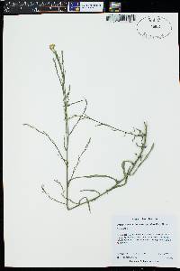 Symphyotrichum laeve var. geyeri image