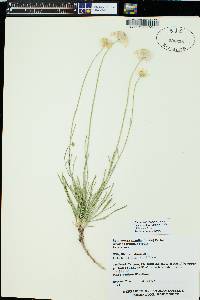 Tetraneuris ivesiana image