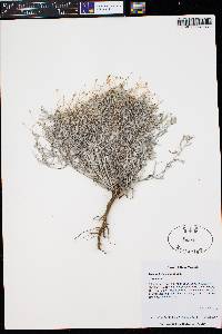 Thymophylla setifolia image