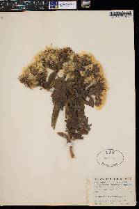 Trixis alata image