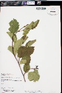 Alnus incana subsp. tenuifolia image