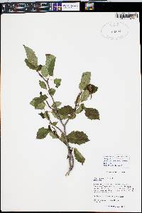 Alnus incana subsp. tenuifolia image