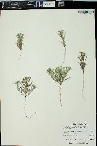 Johnstonella angustifolia image