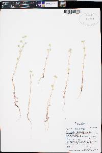 Cryptantha gracilis image