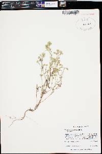 Cryptantha gracilis image