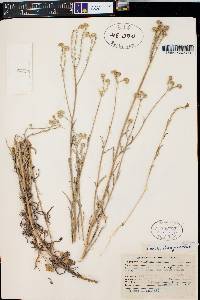 Cryptantha intermedia image