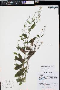 Hackelia pinetorum image