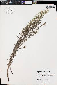 Lithospermum multiflorum image