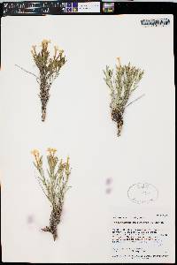 Lithospermum multiflorum image