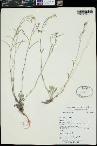 Boechera pallidifolia image