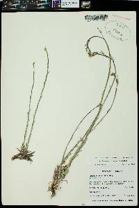 Boechera stricta image