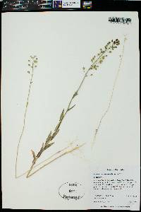 Camelina microcarpa image