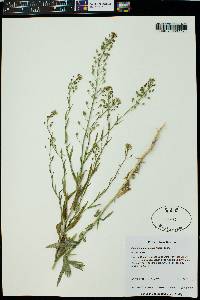 Camelina microcarpa image