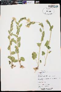 Cardamine cordifolia image