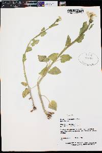 Cardamine cordifolia image
