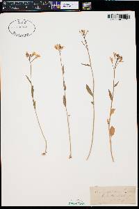 Cardamine bulbosa image