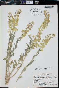 Dimorphocarpa wislizeni image