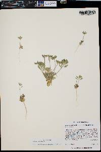 Draba cuneifolia image