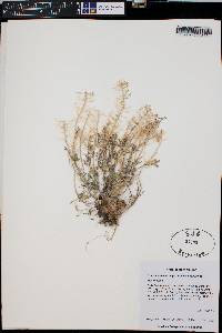 Draba cuneifolia image