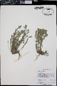 Draba henrici image