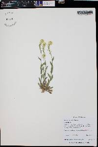 Draba spectabilis image