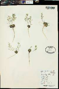 Draba subalpina image