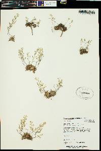 Draba subalpina image