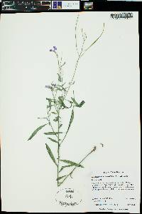 Hesperidanthus linearifolius image