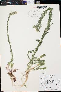 Lepidium campestre image