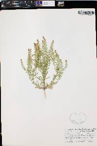 Lepidium densiflorum image