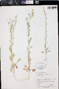 Lepidium densiflorum image