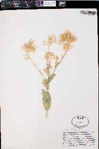 Lepidium draba image