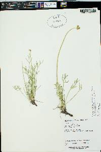 Cymopterus sessiliflorus image